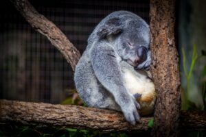 おでこを木の枝に押し付けて寝るコアラ