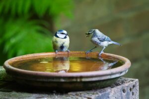 水遊びをする２羽の鳥