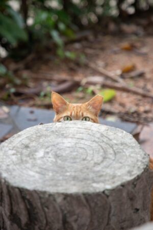 切り株から顔をのぞ置かせる猫